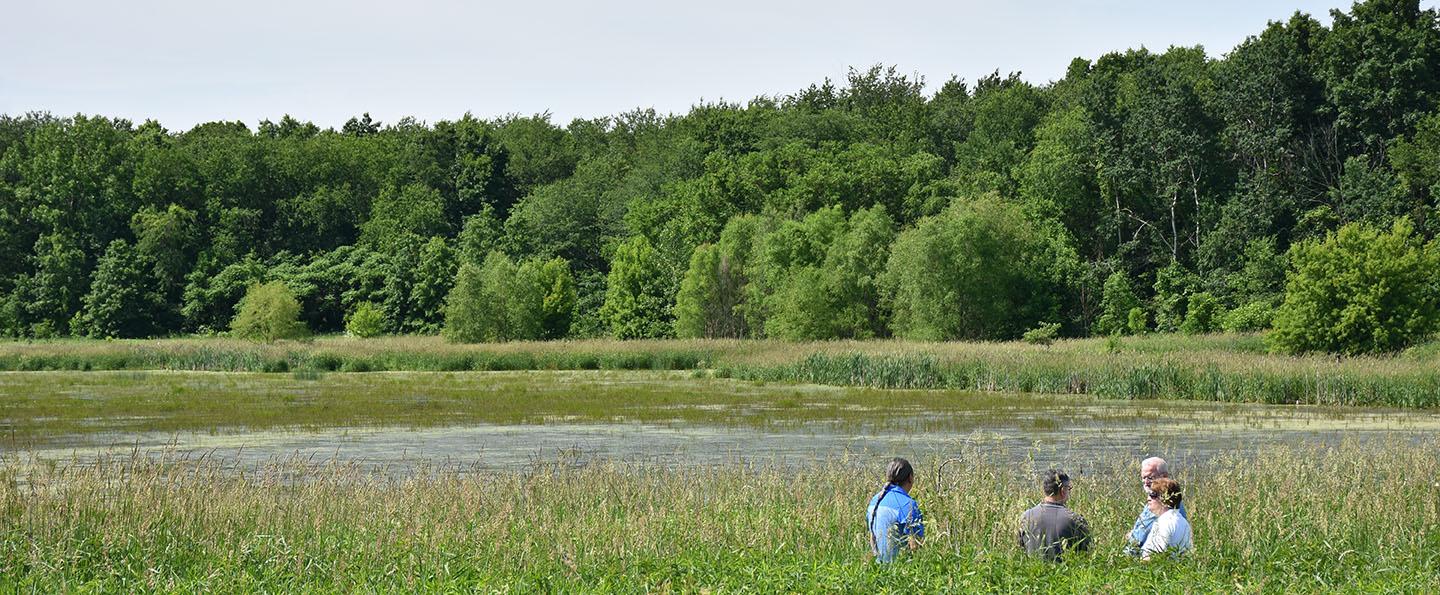 Several people stand in a wetlands area